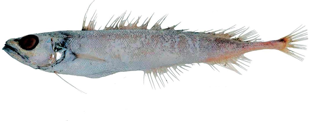 Halargyreus johnsonii_05556.jpg